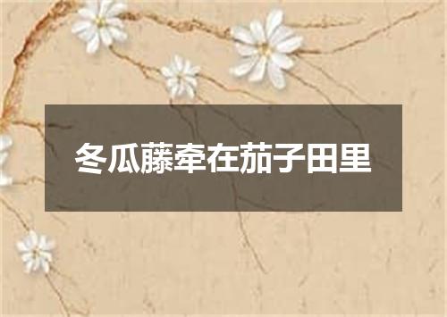 冬瓜藤牵在茄子田里
