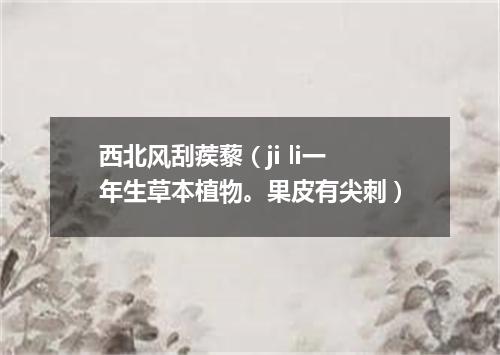 西北风刮蒺藜（ji li一年生草本植物。果皮有尖刺）