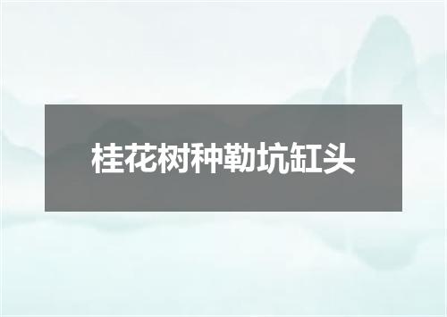 桂花树种勒坑缸头