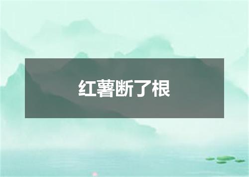 红薯断了根