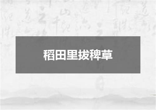 稻田里拔稗草