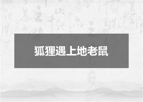 狐狸遇上地老鼠