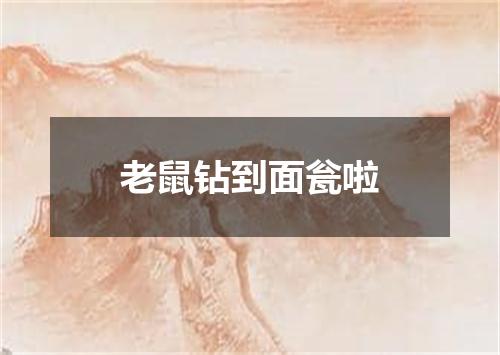 老鼠钻到面瓮啦