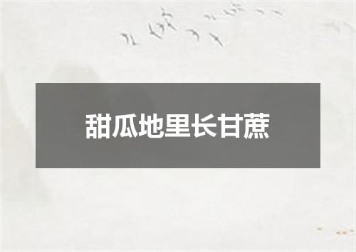 甜瓜地里长甘蔗