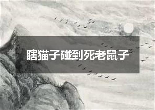 瞎猫子碰到死老鼠子