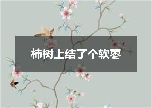 柿树上结了个软枣
