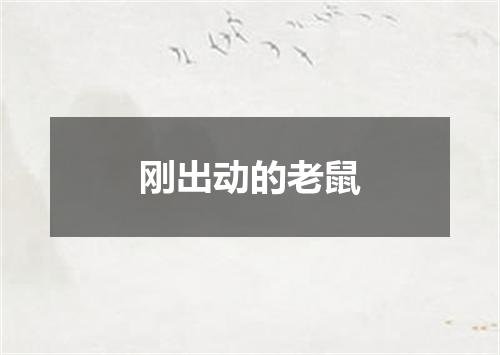 刚出动的老鼠