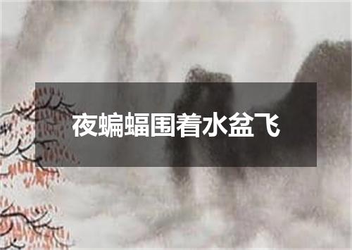 夜蝙蝠围着水盆飞