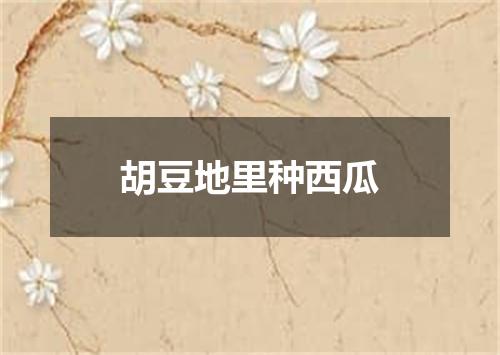 胡豆地里种西瓜