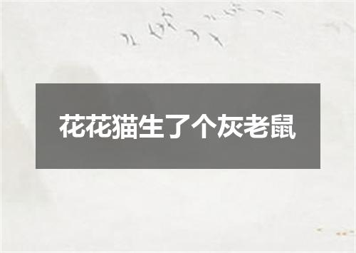 花花猫生了个灰老鼠