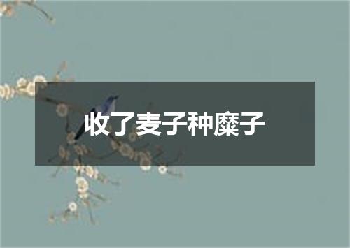 收了麦子种糜子