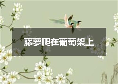 藤萝爬在葡萄架上