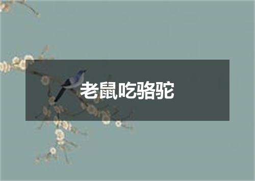 老鼠吃骆驼