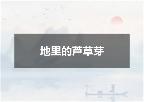 地里的芦草芽