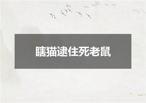 瞎猫逮住死老鼠