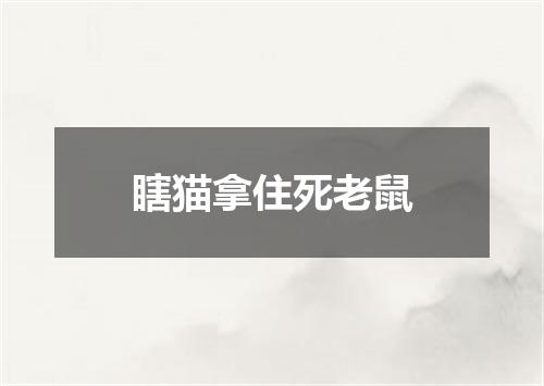 瞎猫拿住死老鼠