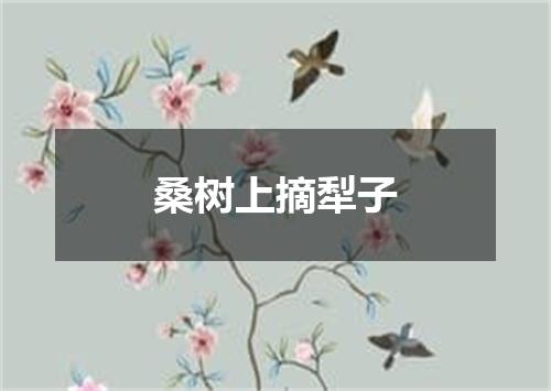 桑树上摘犁子