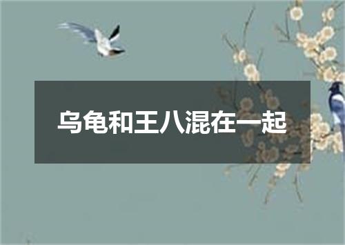 乌龟和王八混在一起
