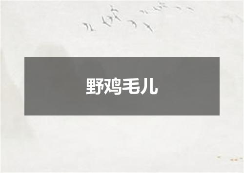 野鸡毛儿