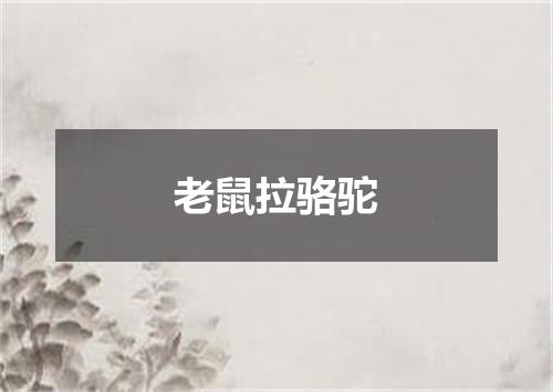 老鼠拉骆驼