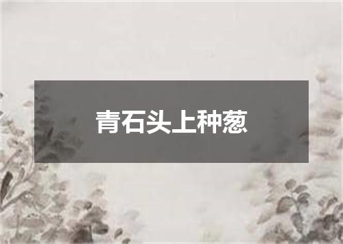 青石头上种葱