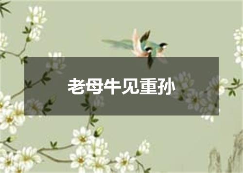 老母牛见重孙
