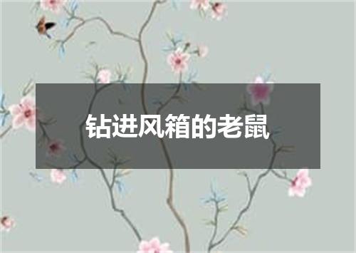 钻进风箱的老鼠