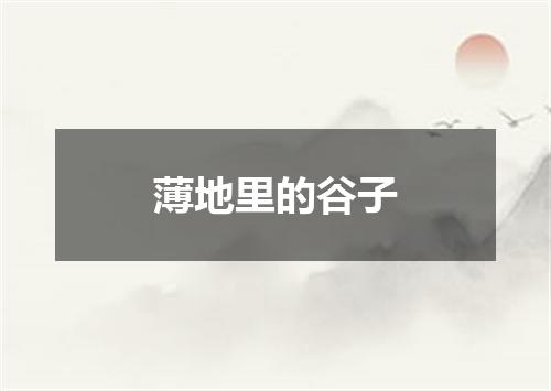 薄地里的谷子