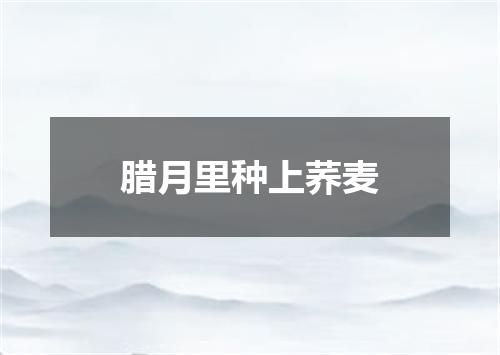 腊月里种上荞麦