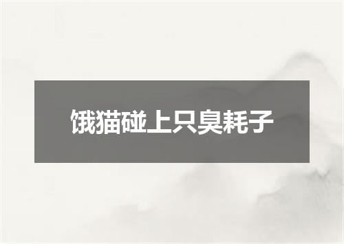 饿猫碰上只臭耗子