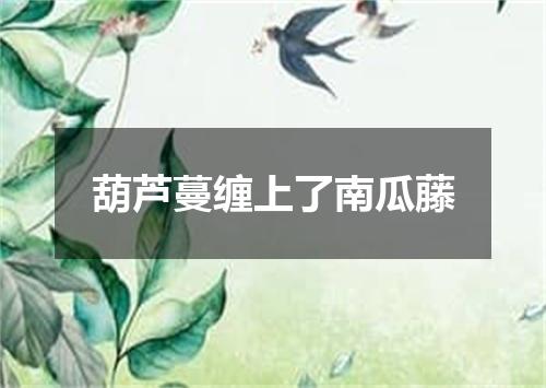葫芦蔓缠上了南瓜藤