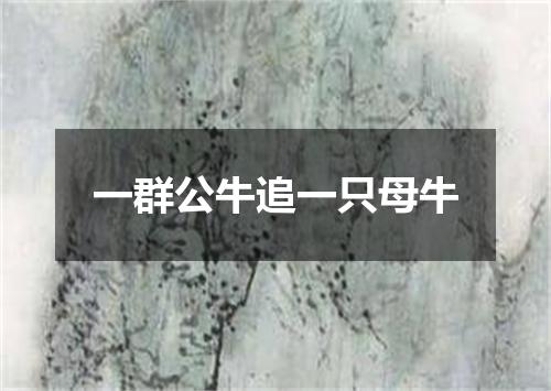 一群公牛追一只母牛