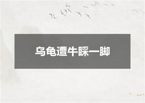 乌龟遭牛睬一脚