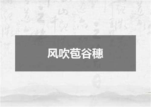 风吹苞谷穗