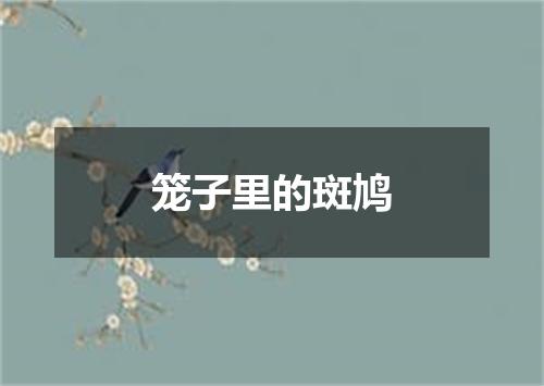 笼子里的斑鸠