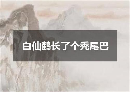 白仙鹤长了个秃尾巴