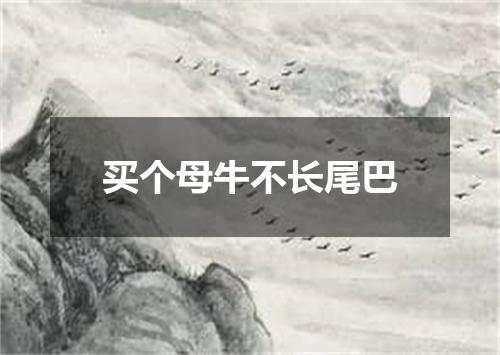 买个母牛不长尾巴