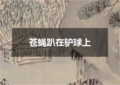 苍蝇趴在驴球上