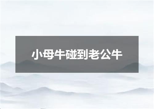 小母牛碰到老公牛