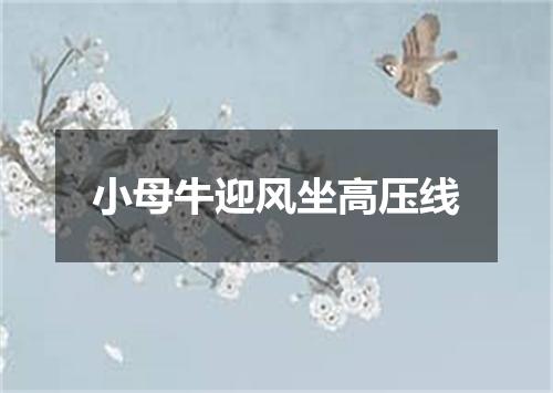 小母牛迎风坐高压线