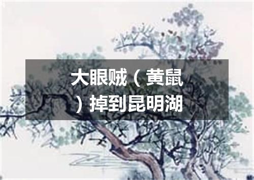 大眼贼（黄鼠）掉到昆明湖