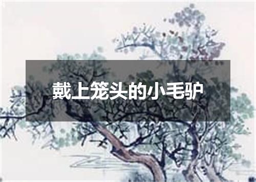 戴上笼头的小毛驴