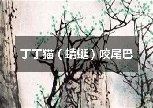 丁丁猫（蜻蜒）咬尾巴
