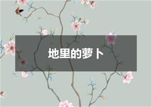 地里的萝卜