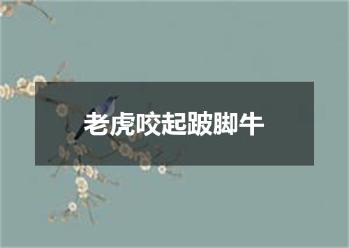 老虎咬起跛脚牛