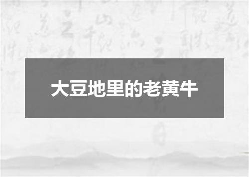 大豆地里的老黄牛