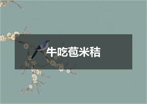 牛吃苞米秸