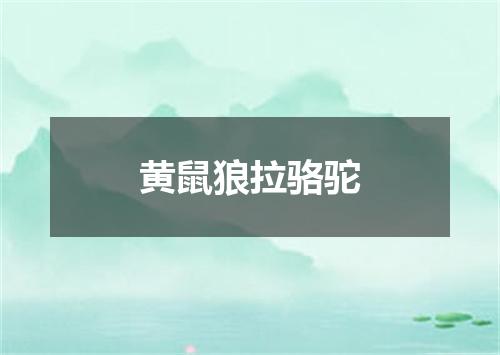 黄鼠狼拉骆驼