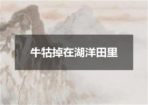 牛牯掉在湖洋田里