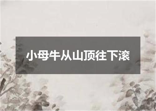 小母牛从山顶往下滚
